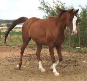 Arabian Gelding