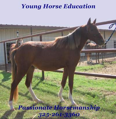 Young Horse Education