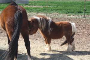 29" Miniature Horse