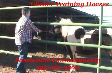 Clicker Training Horses
