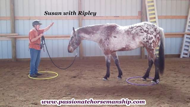 Horse Agility Susan with Ripley