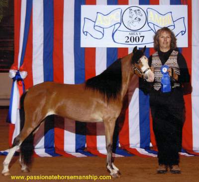 Mister Shetland Pony Gelding