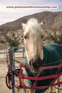 Horse pinning his ears