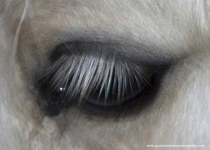 Horses Eye