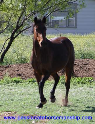 Buying A Horse