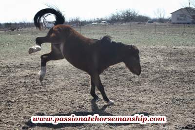 Horse Bucking