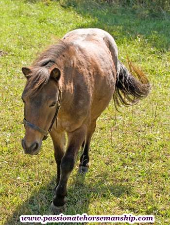 Pony Walking