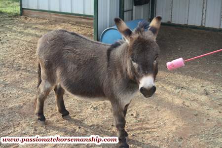 Clicker Training A Donkey