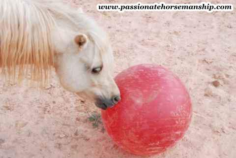 Horse Touching A Ball