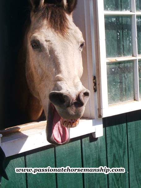 Horse Yawning