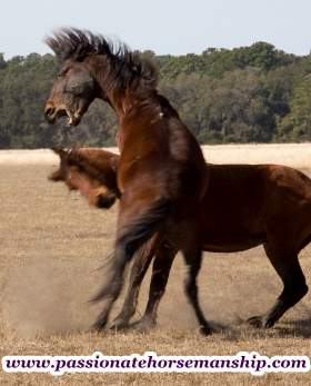 Horses Fighting