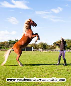 Clicker training for dressage horses