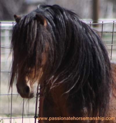 Dartmoor Stallion