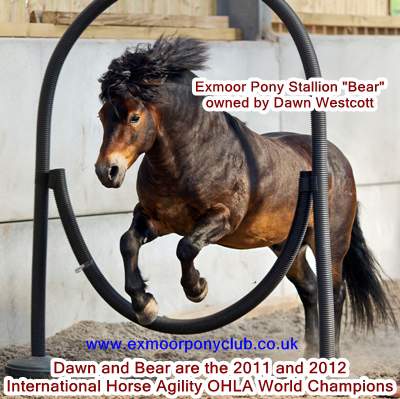 Exmoor Pony Stallion "Bear"