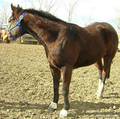 Horse with faded coat color