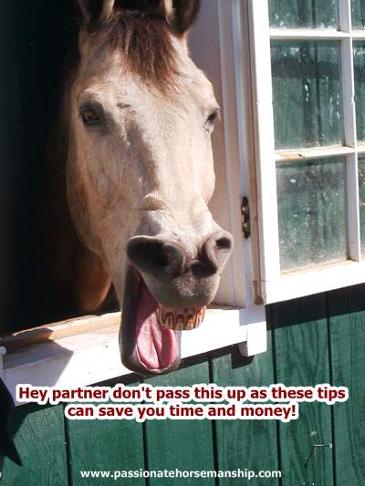 Horse Care and Tack Tips