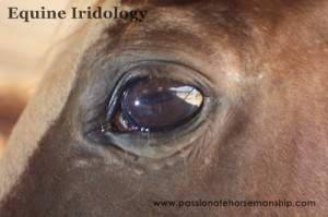 Equine Iridology