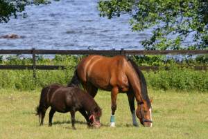 Buying a horse, pony or miniature?