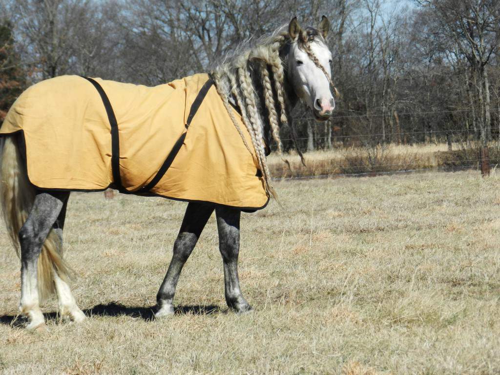 Winter Horse Blanket