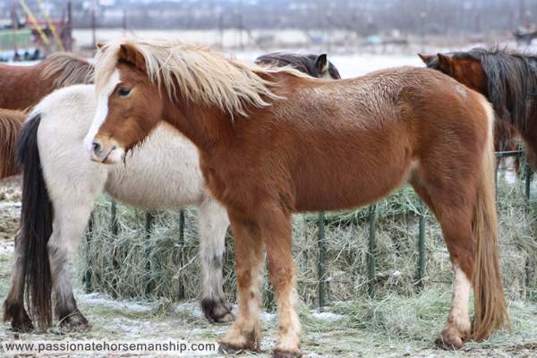 Winter Horse Care Tips
