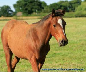 What Can I Do With a Yearling?  