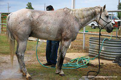 Cleaning a horses sheath