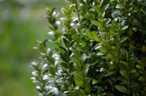 Boxwood