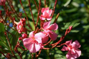 oleander