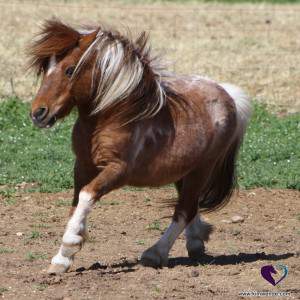 Miniature Horse