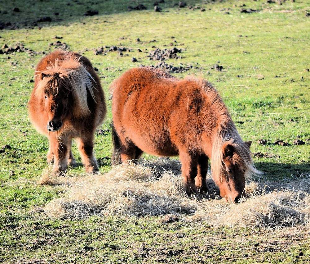 Miniature Horse Care and Feeding
