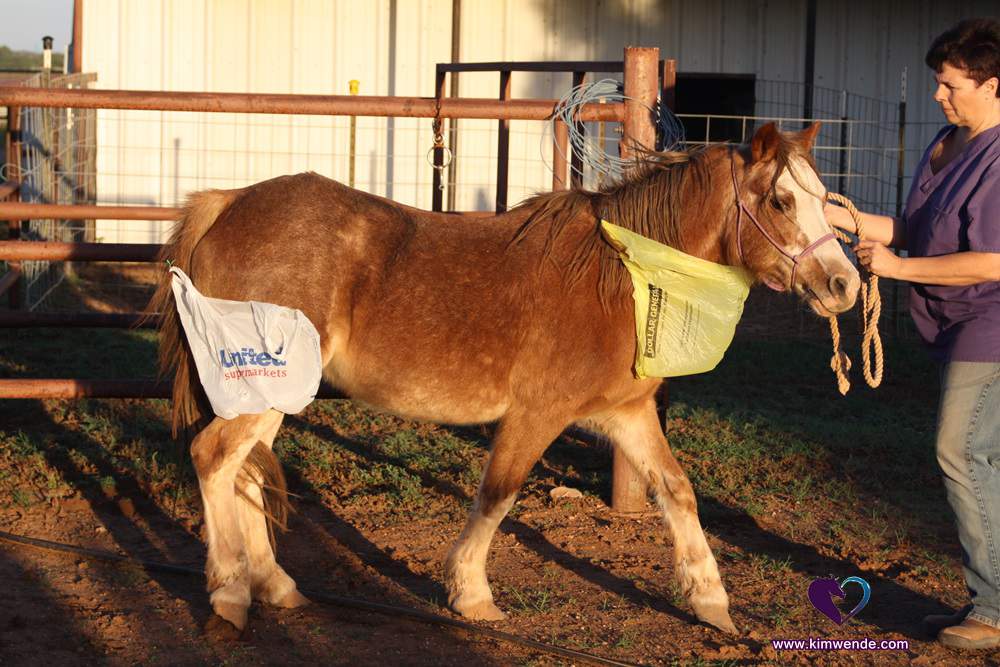 Plastic bags tied to horse