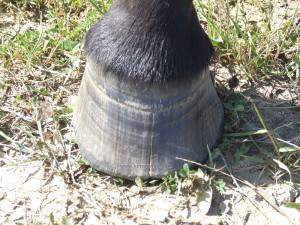 cracked hoof