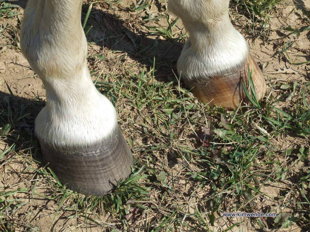 hoof care