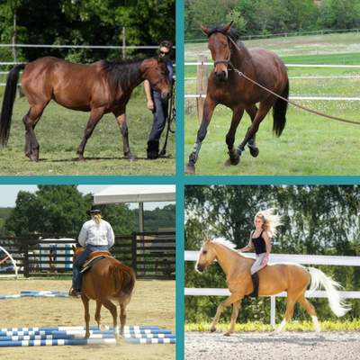 Gain Confidence Handling and Training Your Horse
