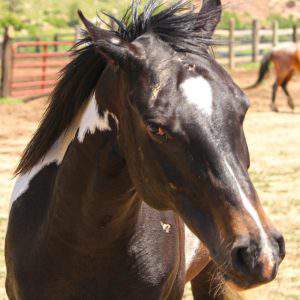 Horses Bod Language