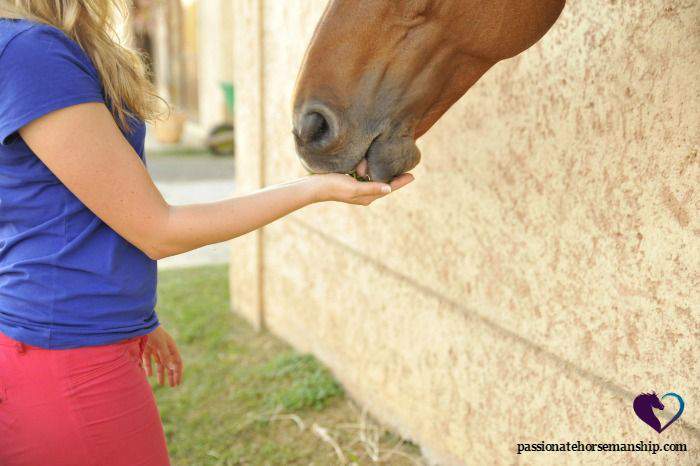 Clicker Training Horses