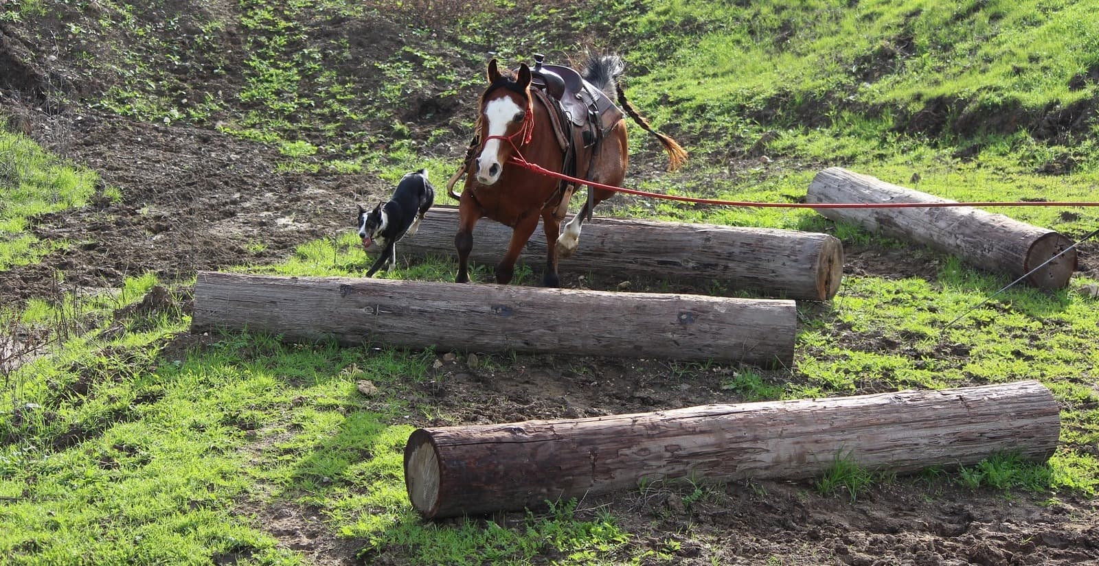 Horse Trail Obstacle