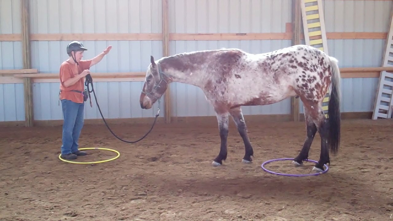 In-hand Obstacle Course