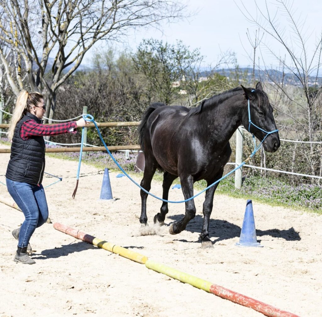 Horse Trail Obstacles