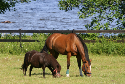 Small Horse and Big Horse